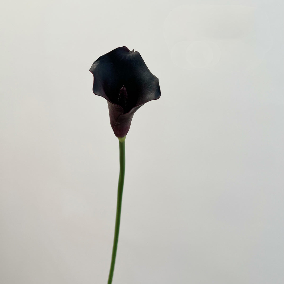 6er Set Calla Lilien Kunstblumen, 66cm Real Touch, Hochwertige Calla in Schwarz-Lila, für Gothic Deko, Halloween, Vase & elegante Arrangements