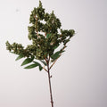 Künstliche Beerenzweige 44 cm, 2er-Set – Realistische Nandina-Herbstbeeren für Vase, Gesteck & Herbstdeko