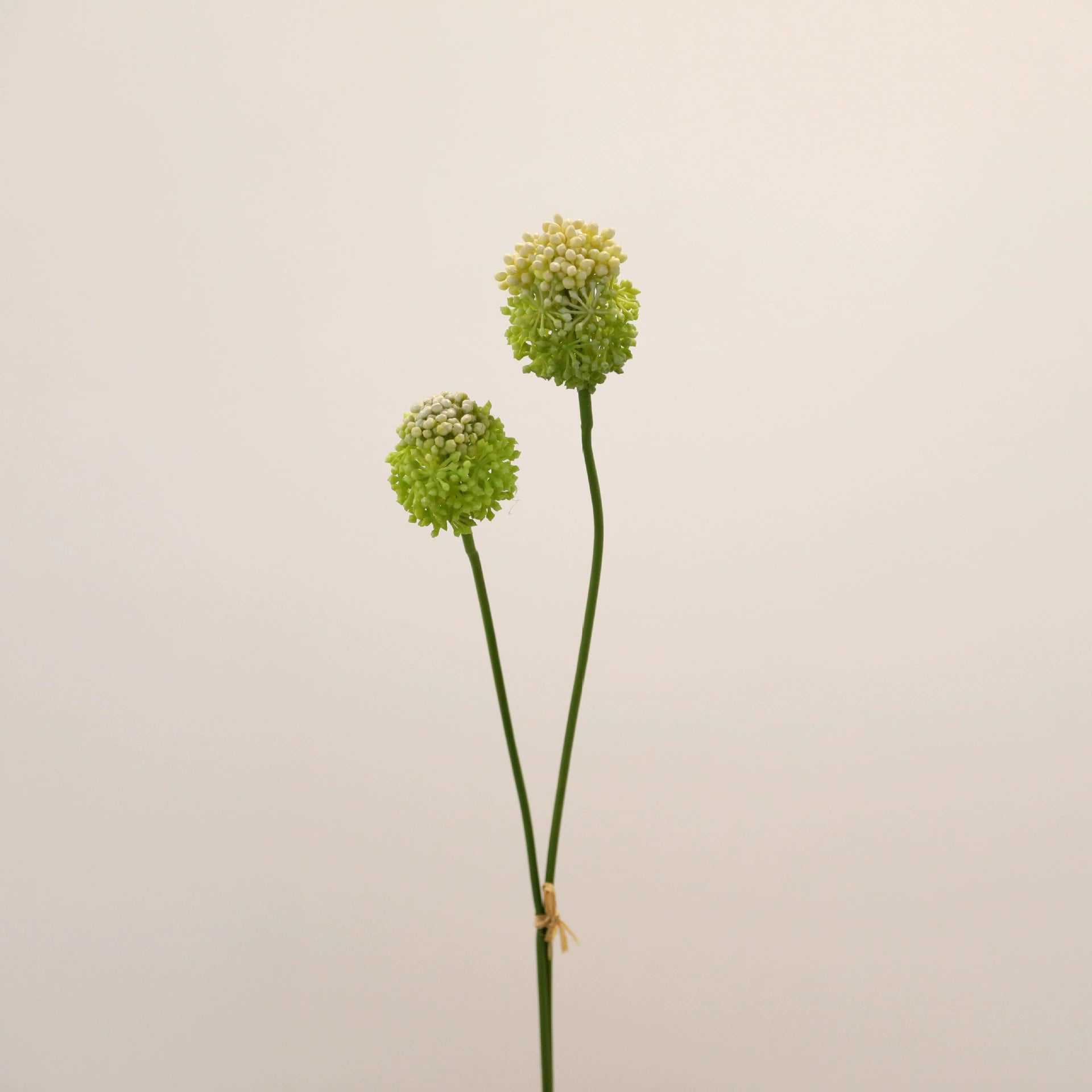 Allium Kunstblume 2er Set, 70cm Zierlauch Stiel, Naturgetreue Pusteblume, Hochwertige Kunstpflanze für Vase, Hochzeit, Floristik & Deko