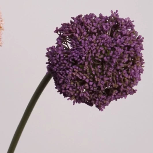 Zierlauch künstlich 75cm, Allium Kunstblume täuschend echt, Dekozweig für Vase, Hochzeit & Gastronomie, hochwertige Alliumkugel