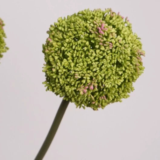 Zierlauch künstlich 75cm, Allium Kunstblume täuschend echt, Dekozweig für Vase, Hochzeit & Gastronomie, hochwertige Alliumkugel