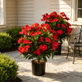 2er Set 43cm Künstliche Rote Impatiens Seidenblumen, UV-beständige Topfpflanzen für Hochzeiten, Garten, Balkon, ohne Montage