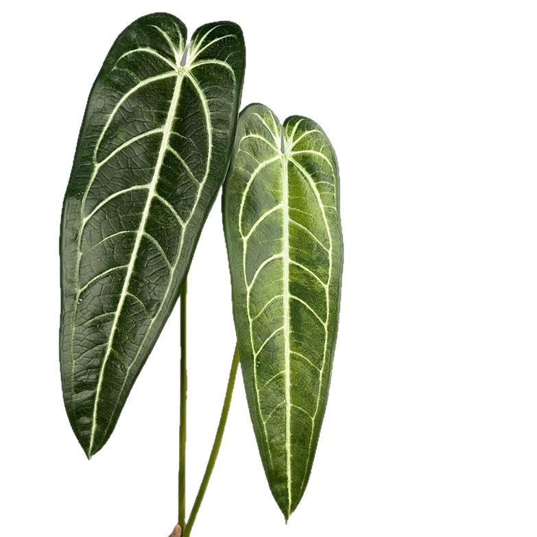 2 Stück Anthurium clarinervium Kunstpflanze, 88 cm Länge, Real-Touch Blätter, für Vasen, Home Decor, Hochzeiten, Einzelhandel