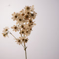 Hochwertige künstliche Kosmee, 79 cm, Real-Touch Seide, cremefarben, für Hochzeitsdekoration, Hausdekoration, Fotografie