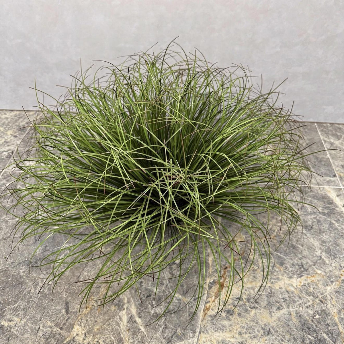 Künstliche Binsen-Busch Dekoration, 30 cm hoch, für Wohnung, Büro und Veranstaltungen