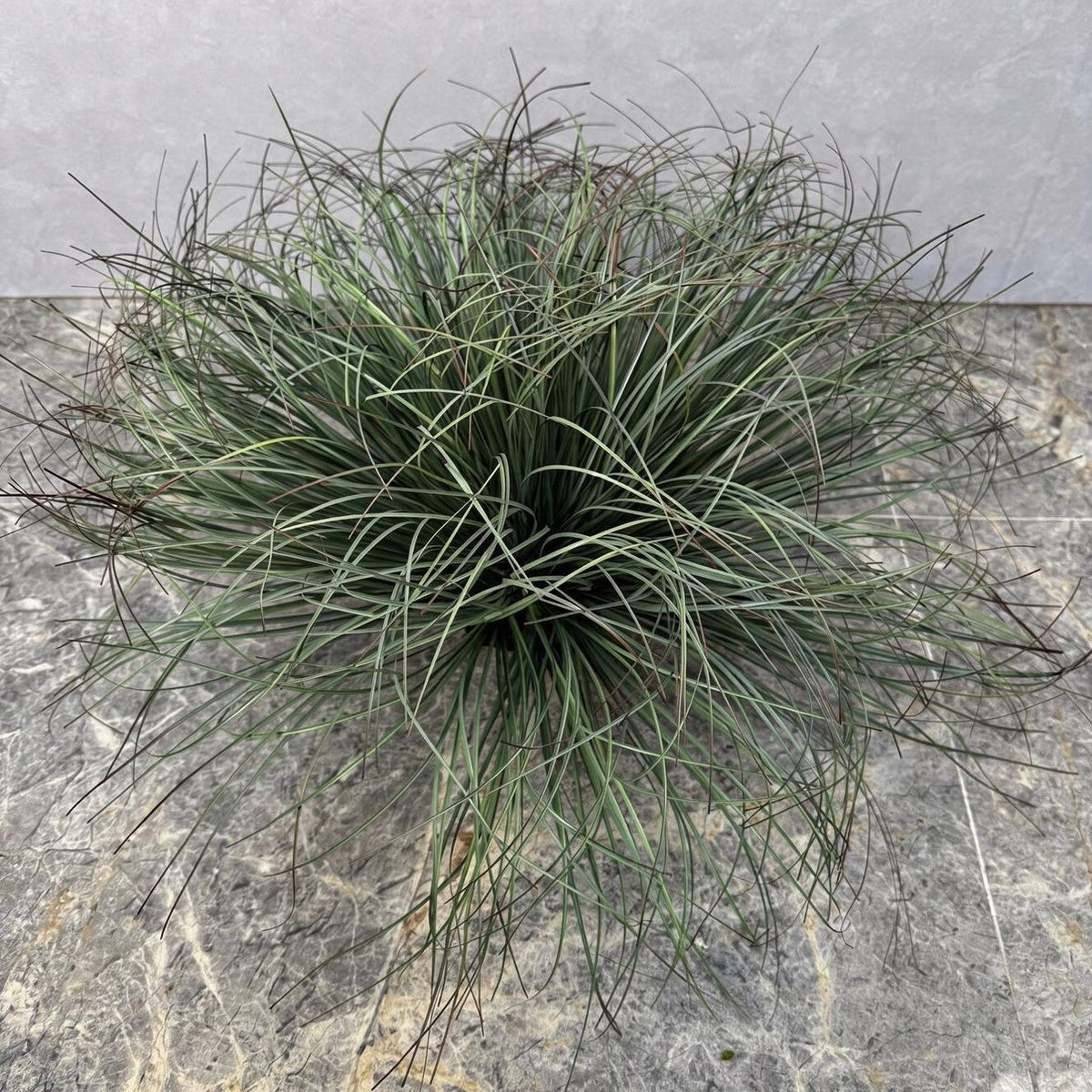 Künstliche Binsen-Busch Dekoration, 30 cm hoch, für Wohnung, Büro und Veranstaltungen