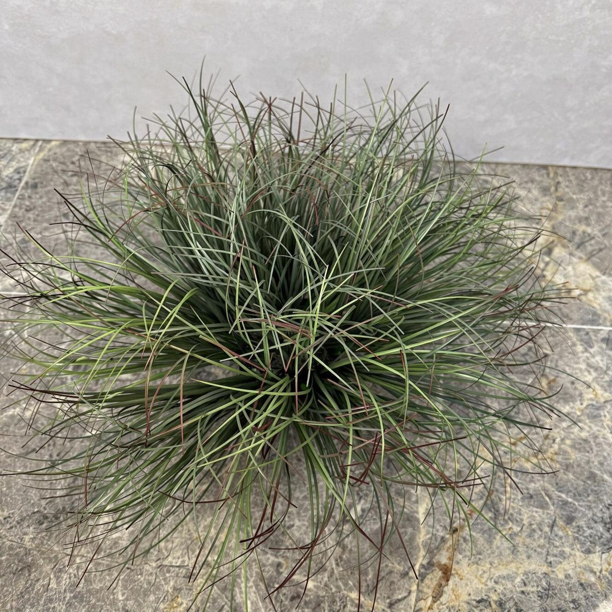 Künstliche Binsen-Busch Dekoration, 30 cm hoch, für Wohnung, Büro und Veranstaltungen