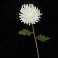 Künstliche Chrysantheme Einzelstiel, 59 cm hoch mit 11 cm Blütendurchmesser, aus seidigem Polyesterstoff für Hochzeiten und Home-Deko