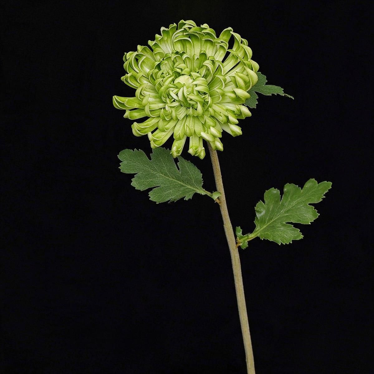 Künstliche Chrysantheme Einzelstiel, 59 cm hoch mit 11 cm Blütendurchmesser, aus seidigem Polyesterstoff für Hochzeiten und Home-Deko