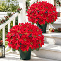2 Topf künstliche Weihnachtssterne, UV-beständige künstliche rote Weihnachtssterne, für Garten, Veranda, Terrasse und Weihnachtsdekoration zu Hause
