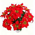 12-Blüten Kunstblumenstrauß, Weihnachtsstern, 50 cm, Seidenstoff