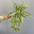 Künstliche Hängepflanze, Grünlilie, 65 cm Höhe, 40 flexible Stiele, für Wohnung, Büro und Events