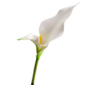 10 Stück 60 cm Künstliche EVA-Doppeltgelappte Calla mit natürlichem Handgefühl